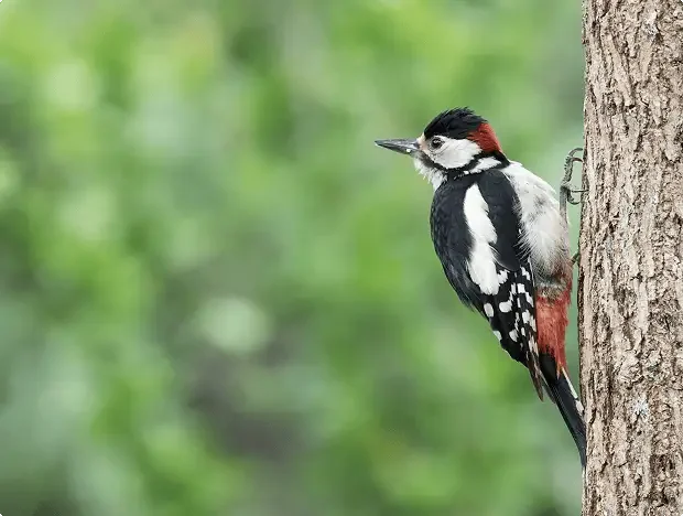 Photo of one of the many Arrábida bird species
